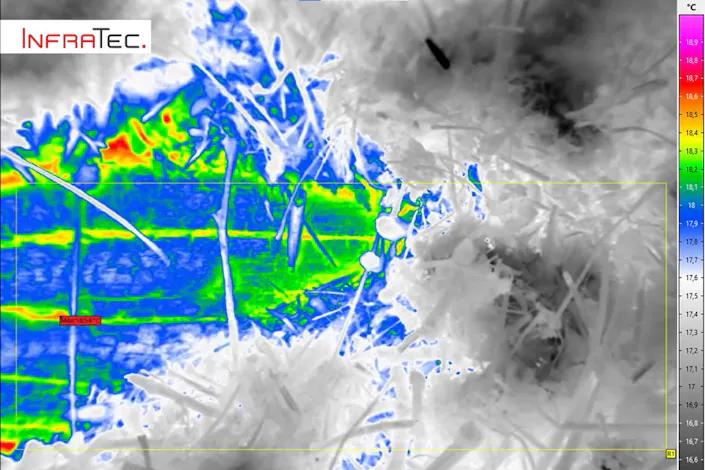 thermal imaging of ants