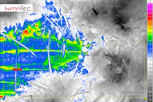 thermal imaging of ants