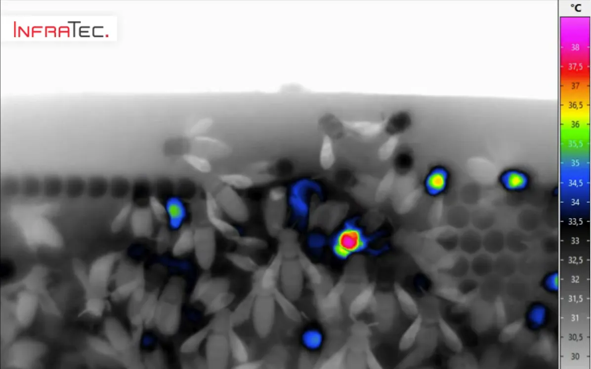 VarioCAM® High Definition: Air Conditioning Bee Style