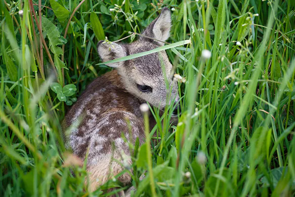 InfraTec: thermography in agriculture - a deer sitting in grass | Picture credits: © istock / tereza_hanoldova