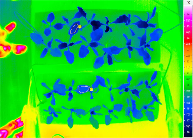 InfraTec: thermography in agriculture - thermogram of plants