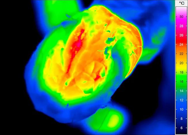 Examination of hooves